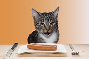 hungry Cat looks at Sausage on table