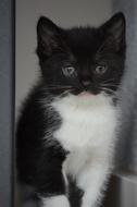black and white kitten with blue eyes