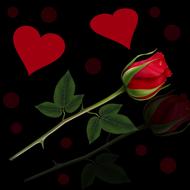 background red rose rosa heart