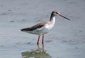 Wader stands in water, Spotted Redshank, Tringa erythropus