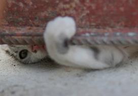 Cat Paw Hidden