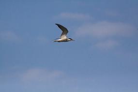 Animal world Nature sky Bird