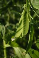 tasty green peas