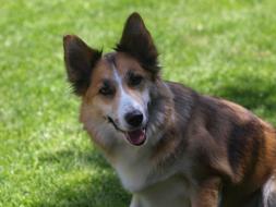 Dog Hybrid Pet Mixed Breed