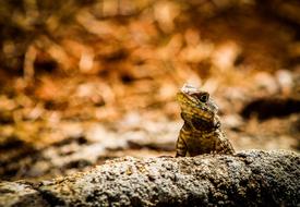Calango Lizard Animal