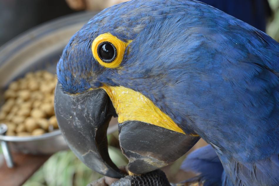 head of the parrot ara at the feeder