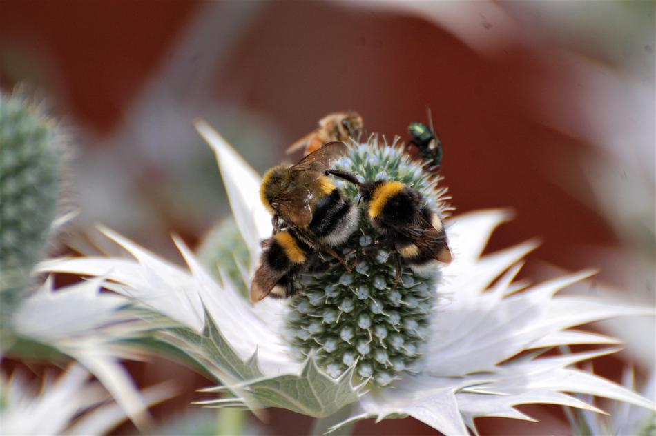 macro view of Bumble Bees