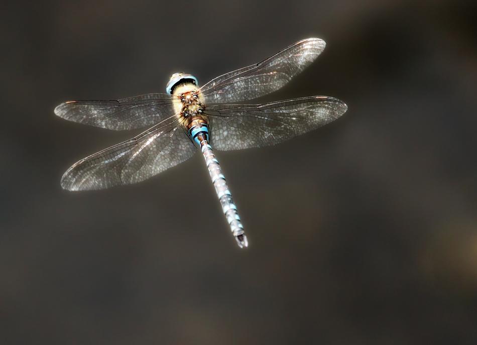 Hawker Dragonfly at Flight
