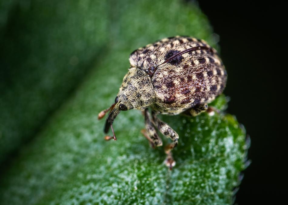 Macro Insect macro blur