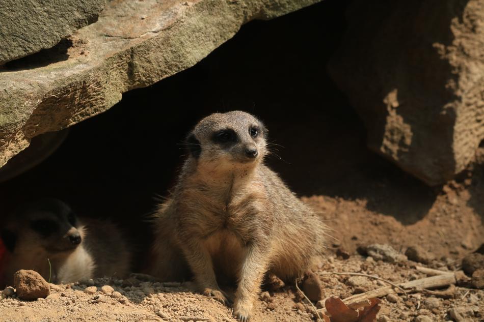 meerkats resting under a rock
