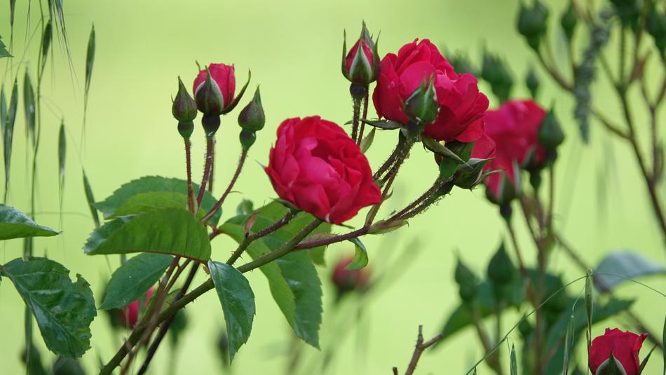 beautiful flowers garden view