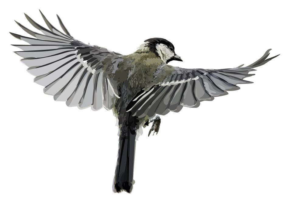beautiful wings on a bird