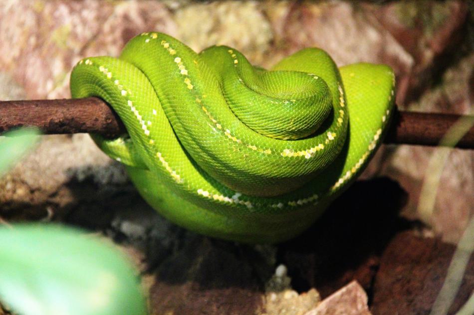 Snake Animal Reptile