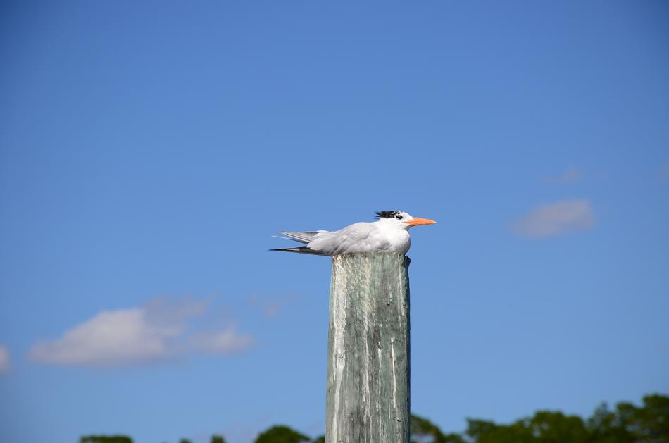 Bird Sky