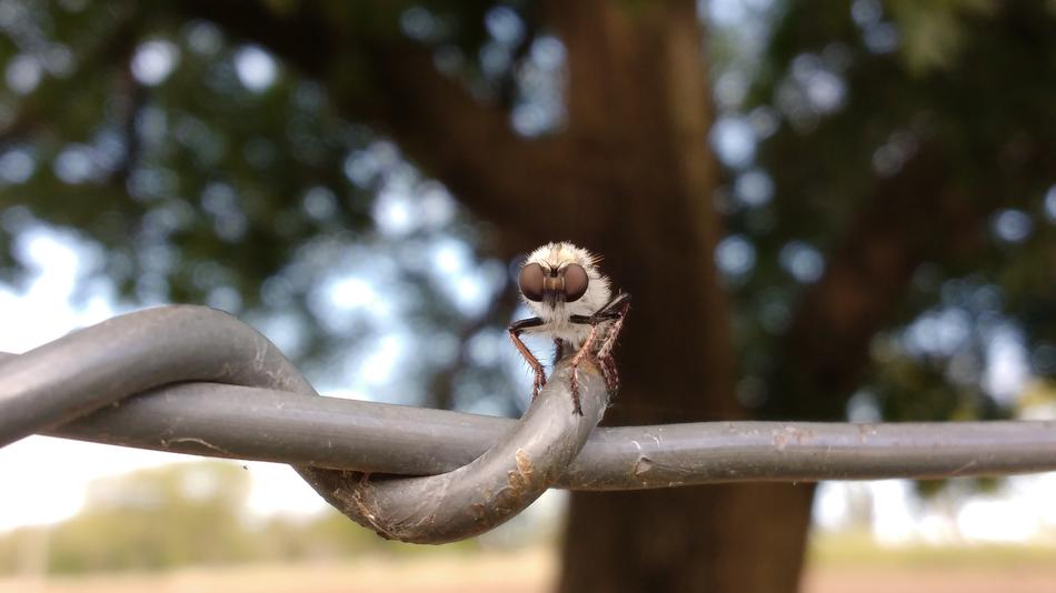Fly Insect Bug