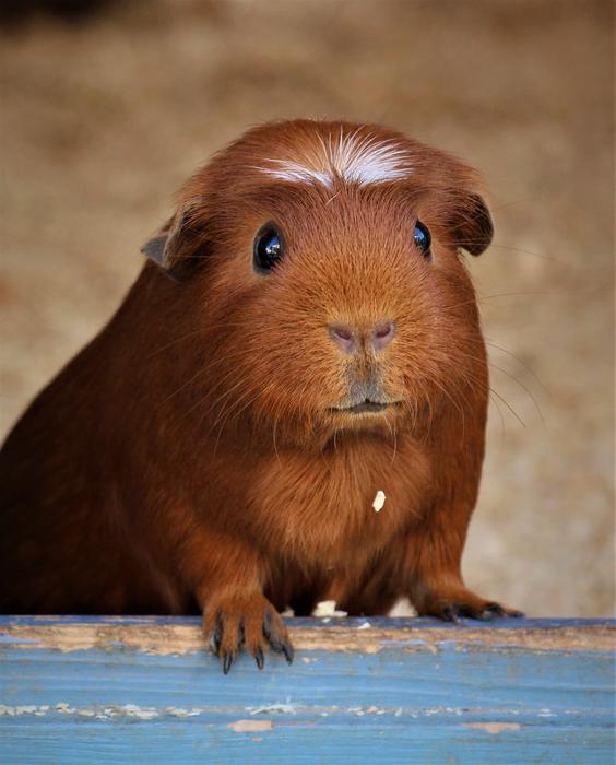brown looking guinea pig