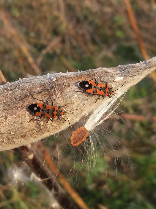 Bug Animal Fire Wants