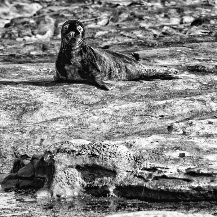 Black And White photo of the seal
