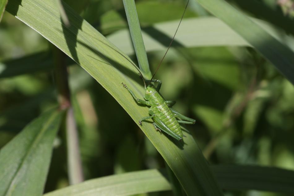 Grasshopper Green Insect in garden