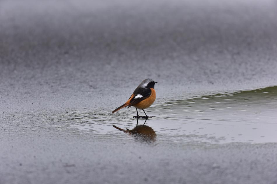 little bird on the lake