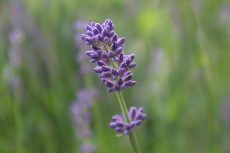 Lavender Purple Background
