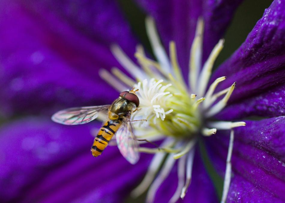 bee in the purple bud