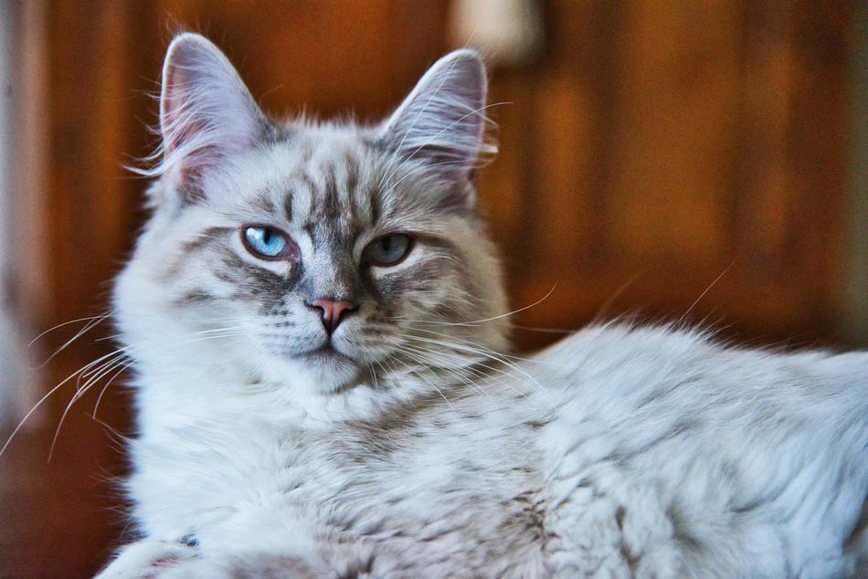 furry Cat Pet