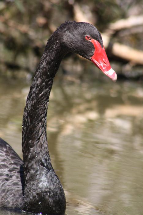 Swan Black Head