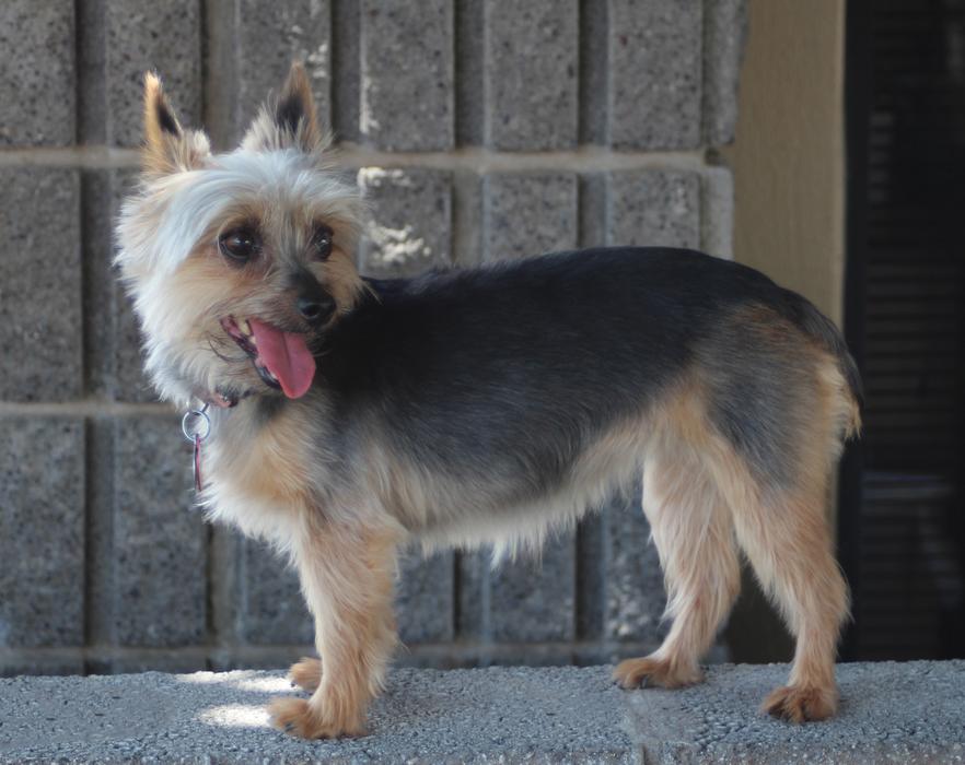 Dog Pet Yorkie