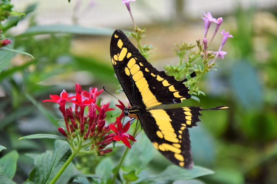 butterfly flower blur macro