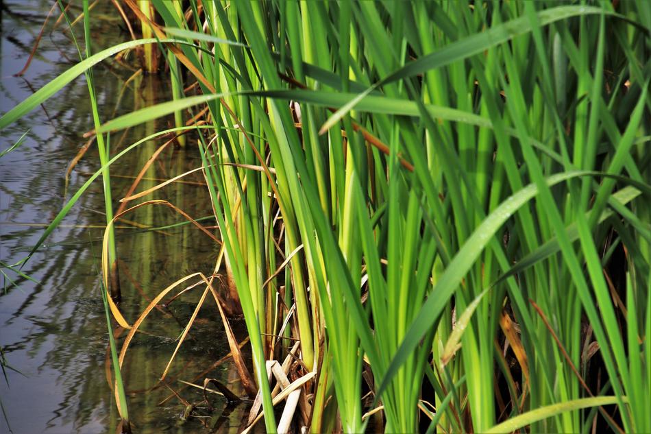 Rushes Grass Green