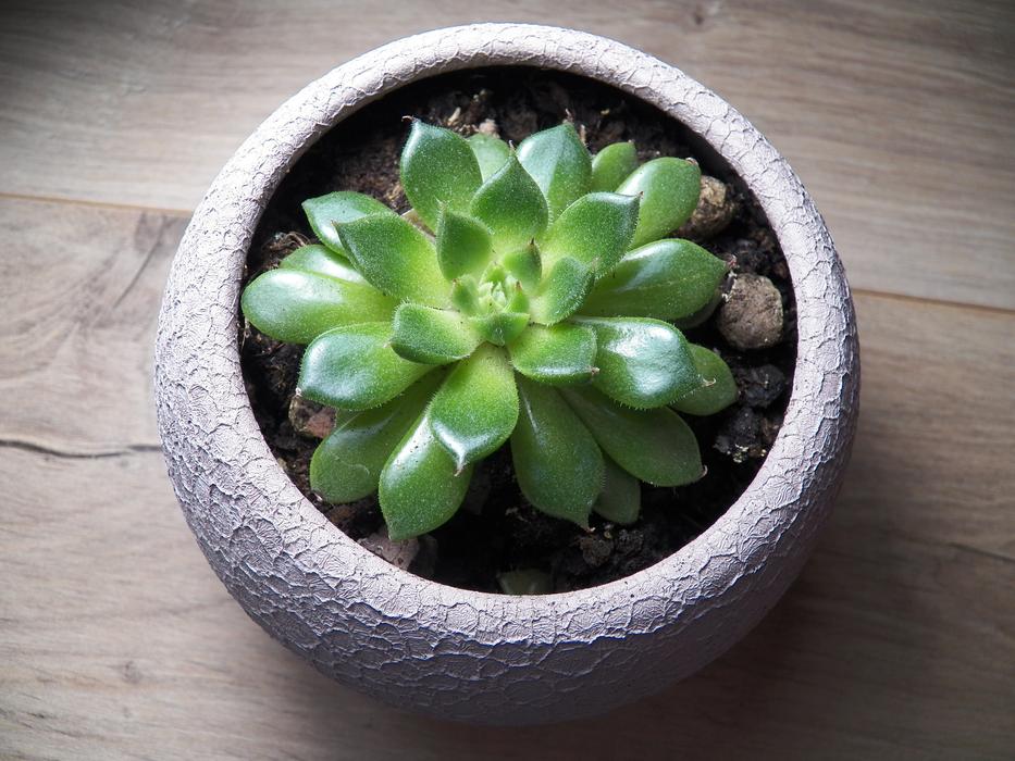green blooming flower in a pot