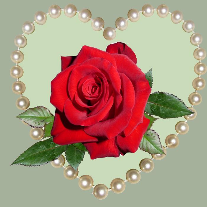 a red rose among the beads