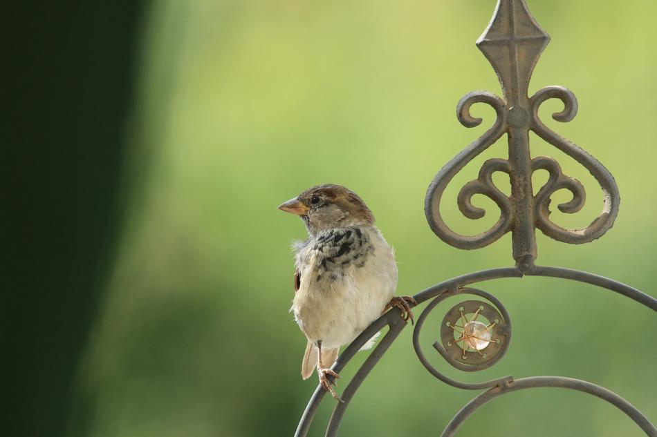 Sparrow Sperling Bird