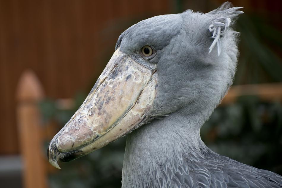 Town Bird