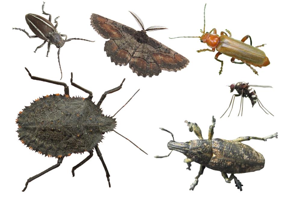 Insects Various Insect