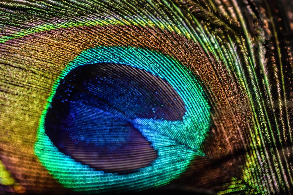 Peacock Bird Feathers macro view