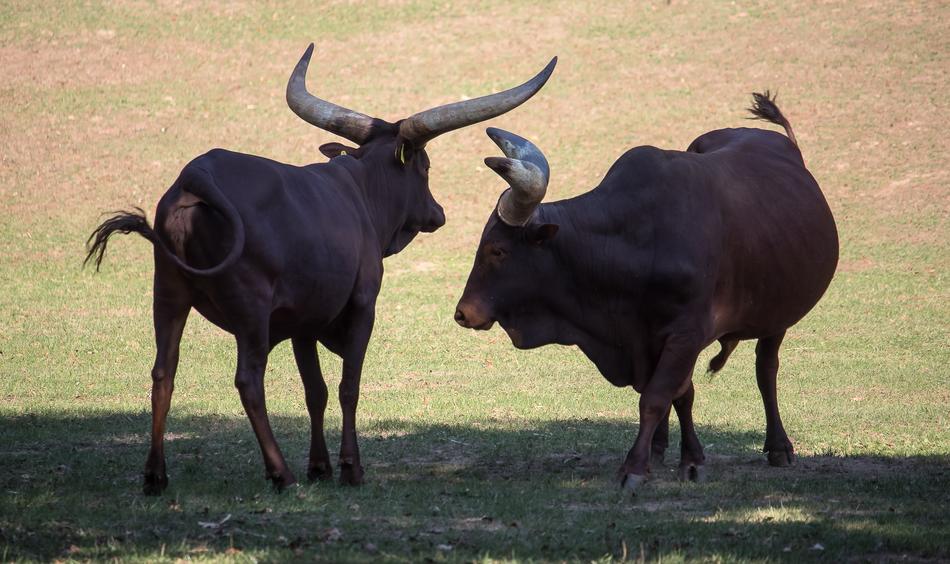 Watusi-Cattle Beef Mammal