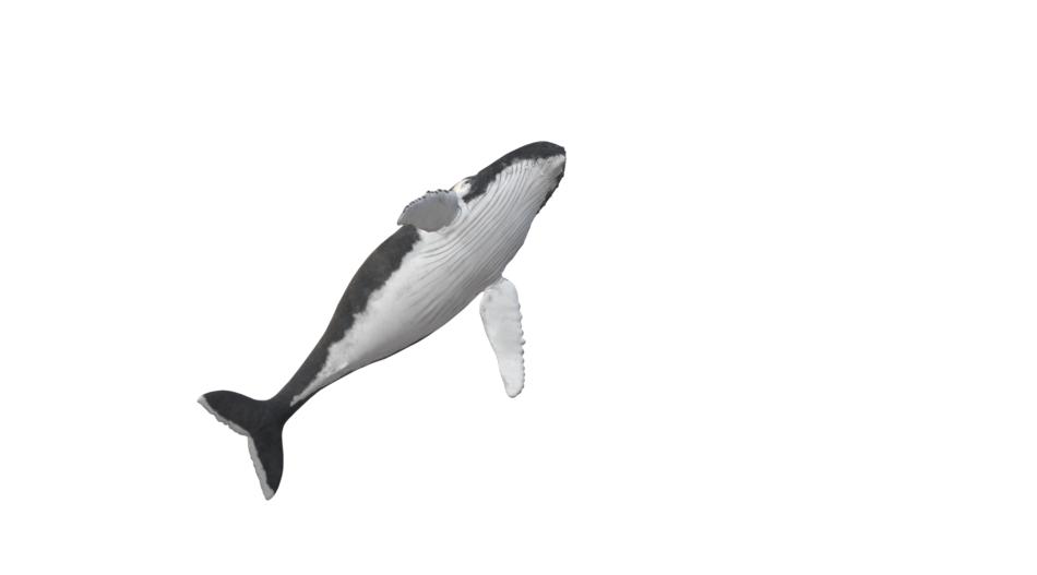 gray great whale on a white background