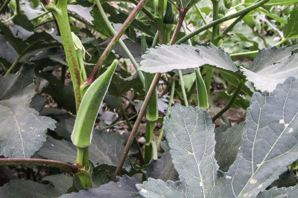 blooming greenery in the garden