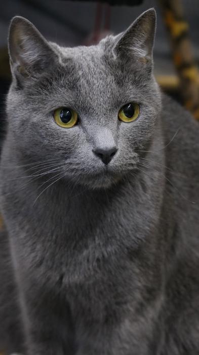 Animal Mammals Portraits