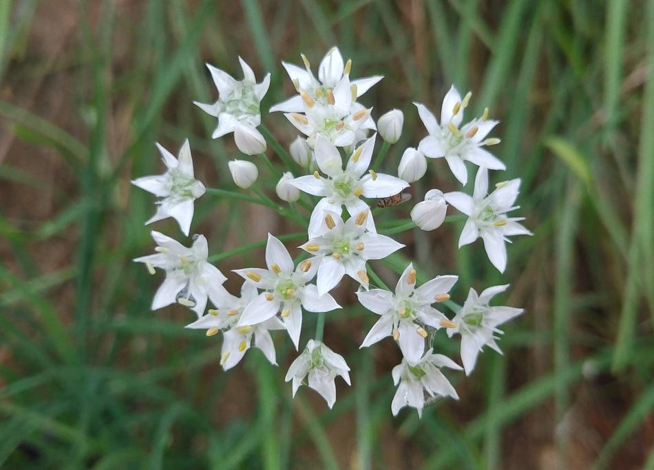 white onion flowers in the garden
