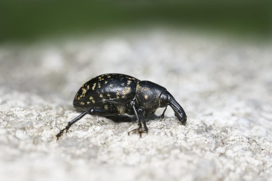 black beetle on a rock