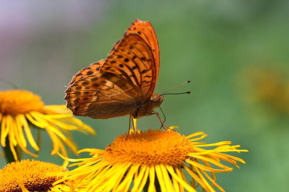 Insect Flower Nature