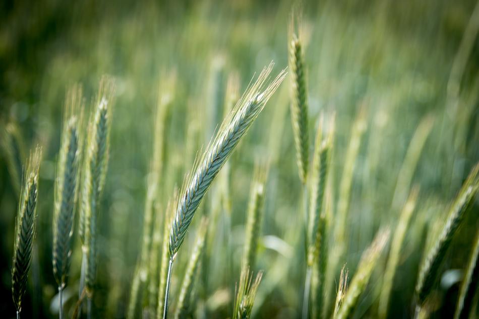 blossoming of the beautiful wheat