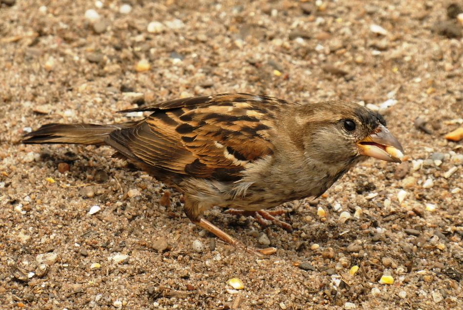 cute bird watching