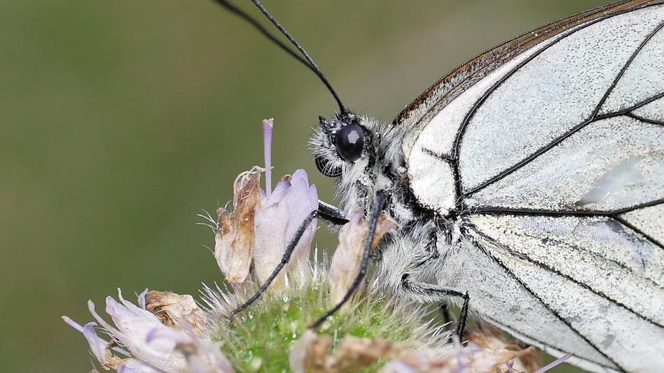 Butterfly White Macro