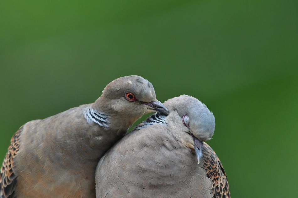 Birds Wild Animals
