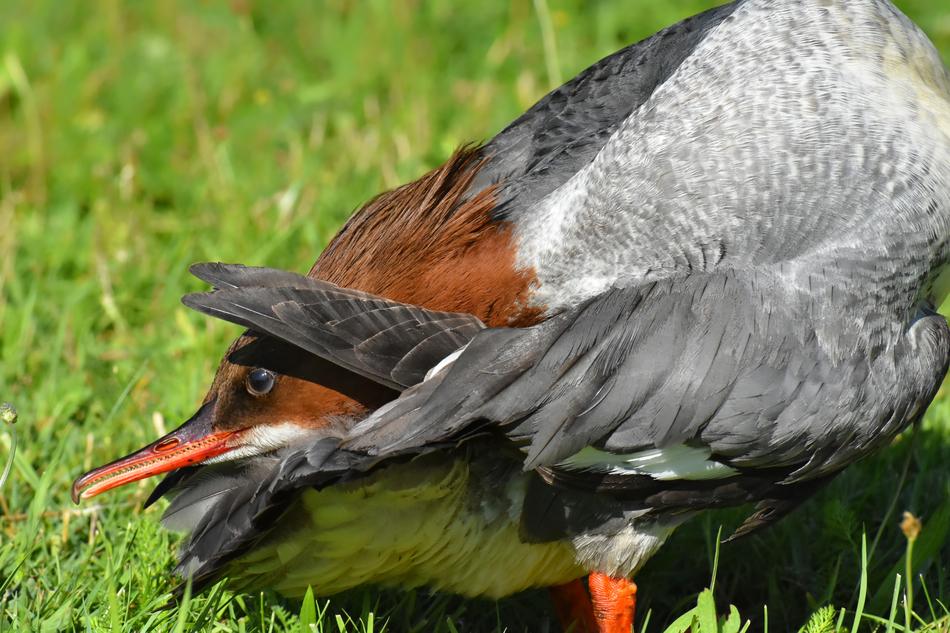 Merganser Mergus Duck on grass