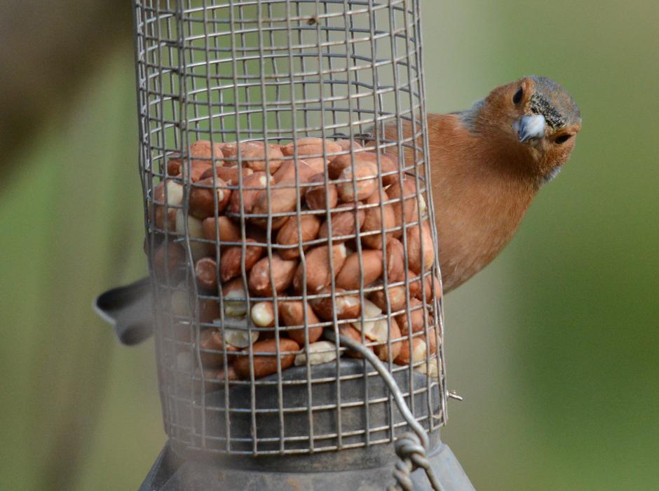 Bird Wildlife Nature